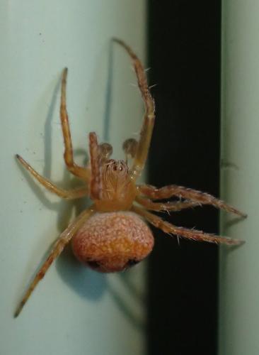 Réf. 240 093 : Araneus sp.